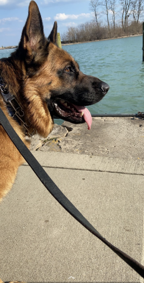 This happy German Shepard is named Kobi. He is 3 years old and is a ball of energy!  