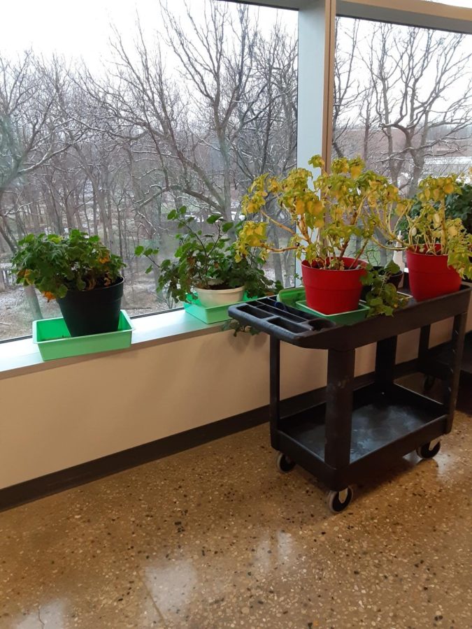 Assorted plants at the Margaret Burke Lee Science Center